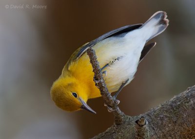 Prothonotary Warbler