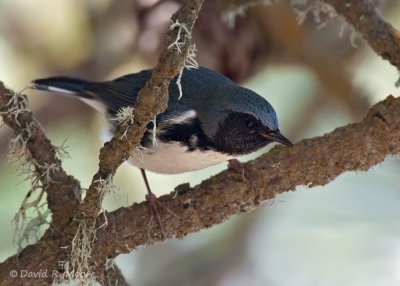 Black-throated Blue Warbler