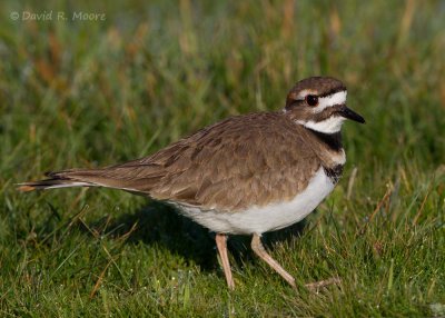 Killdeer