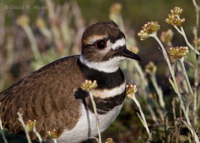 Killdeer