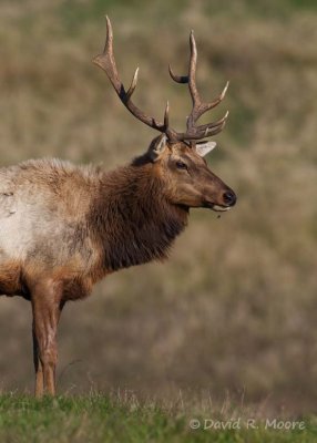 Tule Elk