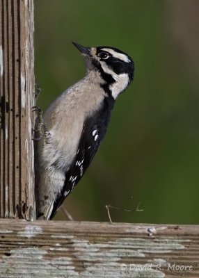 Downy Woodpecker