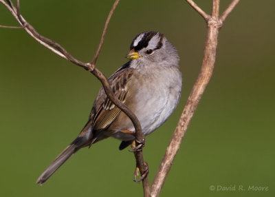 White-crowned Sparrow