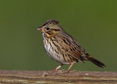 Lincoln's Sparrow