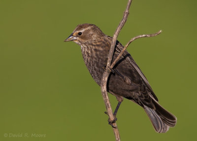 Tricolored Blackbird
