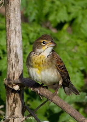 Dickcissel