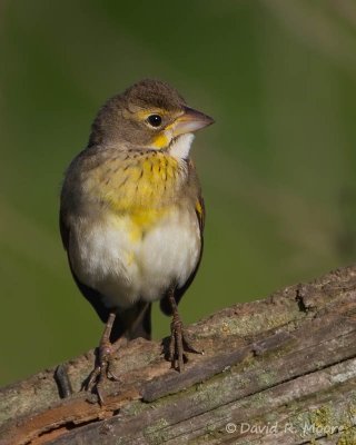 Dickcissel