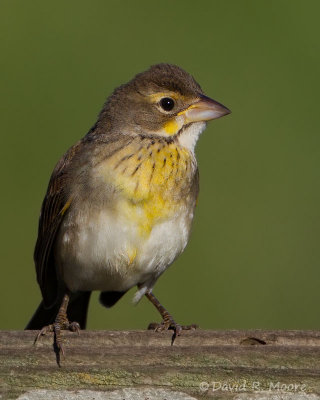 Dickcissel