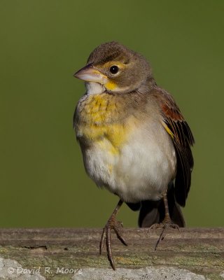 Dickcissel