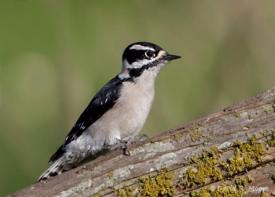 Downy Woodpecker