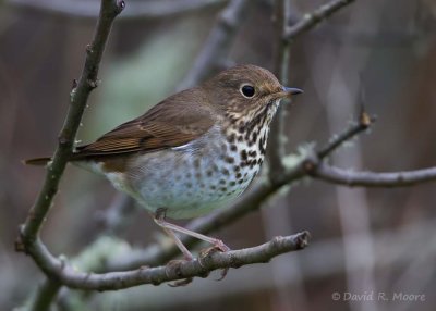 Hermit Thrush