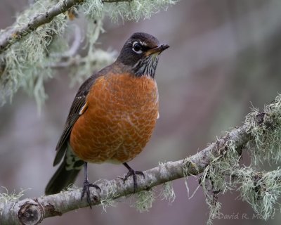American Robin