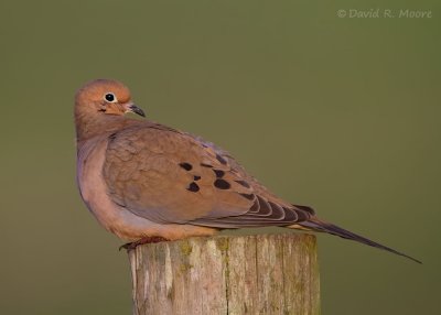 Mourning Dove