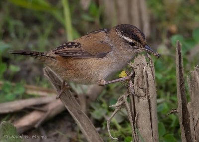 Marsh Wren
