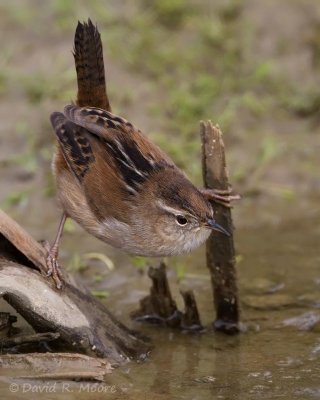 Marsh Wren