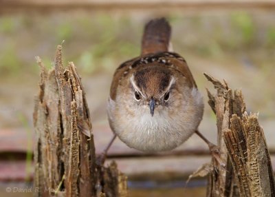 Marsh Wren