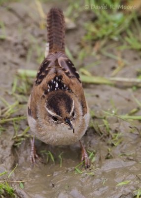 Marsh Wren