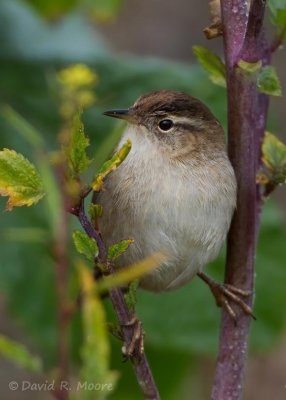 Marsh Wren