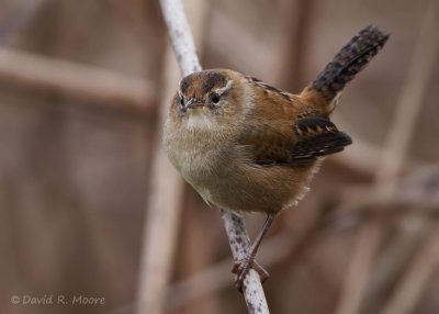 Marsh Wren