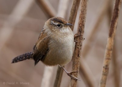 Marsh Wren
