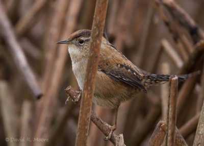 Marsh Wren