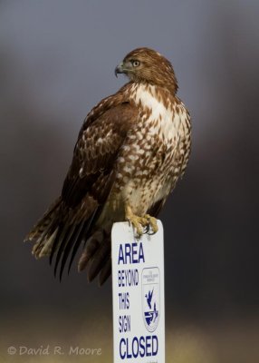 Red-tailed Hawk