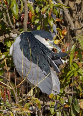 Black-crowned Night-Heron