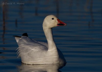 Snow Goose