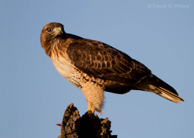 Red-tailed Hawk