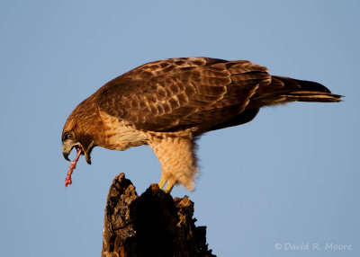 Red-tailed Hawk