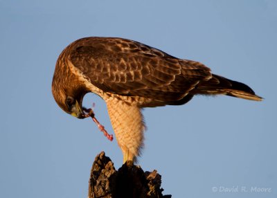 Red-tailed Hawk