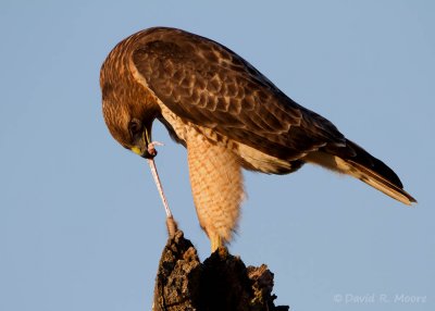 Red-tailed Hawk
