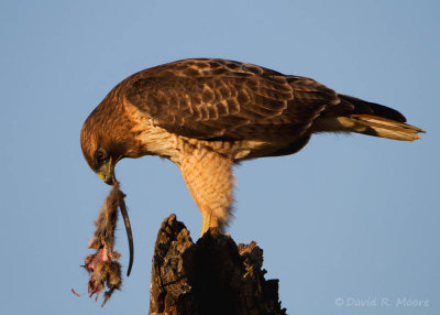 Red-tailed Hawk