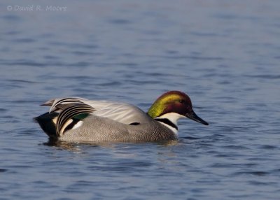 Falcated Duck