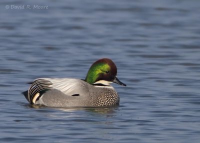 Falcated Duck