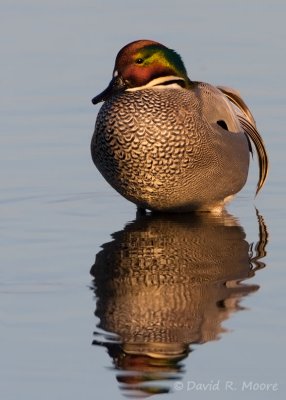 Falcated Duck