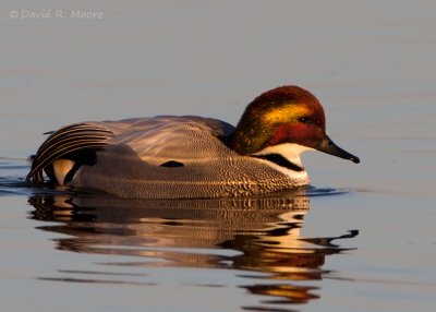 Falcated Duck