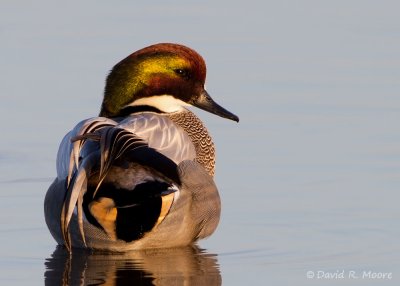 Falcated Duck