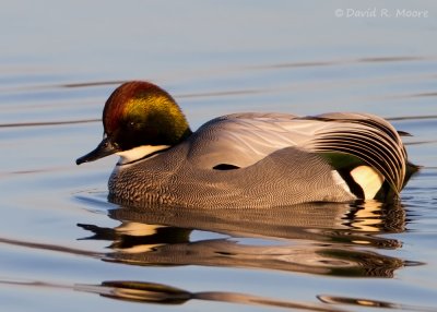 Falcated Duck