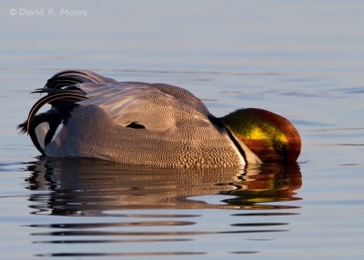 Falcated Duck