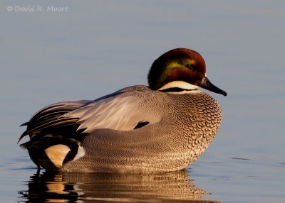 Falcated Duck