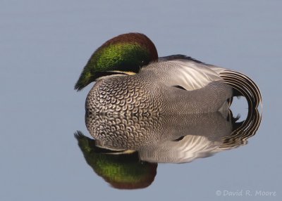 Falcated Duck, Colusa NWR 2011/2012
