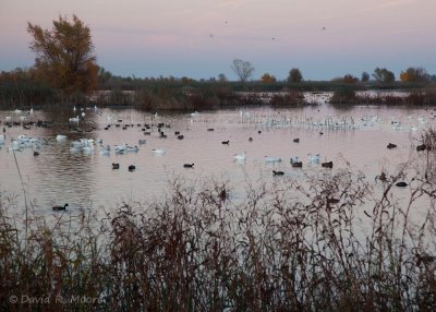 The marsh at dusk