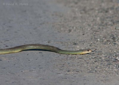 Western Yellow-bellied Racer