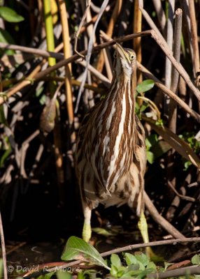 American Bittern