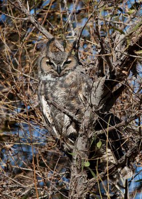Great Horned Owl