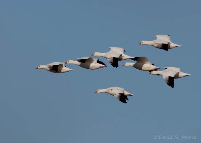 Ross's Geese