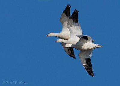 Ross's Geese