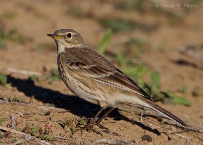 American Pipit