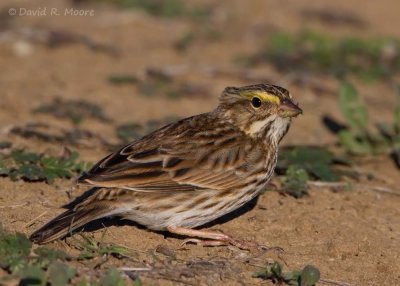 Savannah Sparrow
